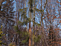 Pinus ponderosa Penaz IMG_4619 Sosna żółta